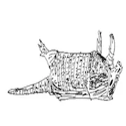 A Dead Armadillo